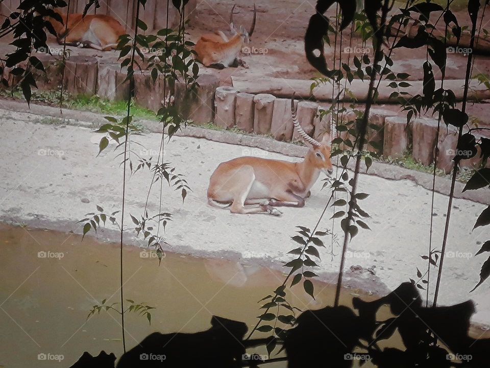 Beautiful impala !!!