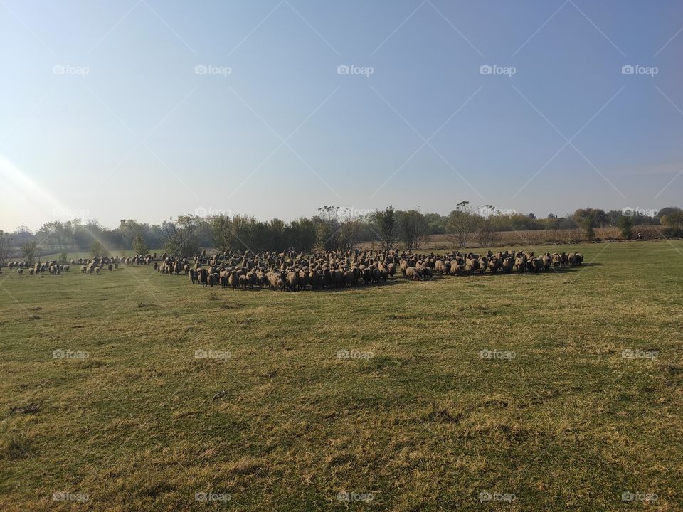 Flock of sheep Titel hill Serbia