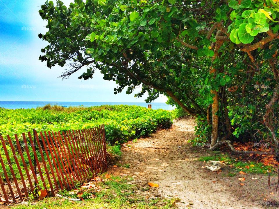 Seagrapes on Delray Beach