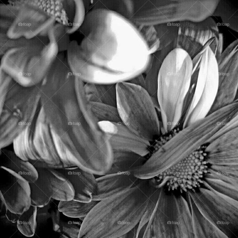 Monochrome, Flower, Black And White, Nature, No Person