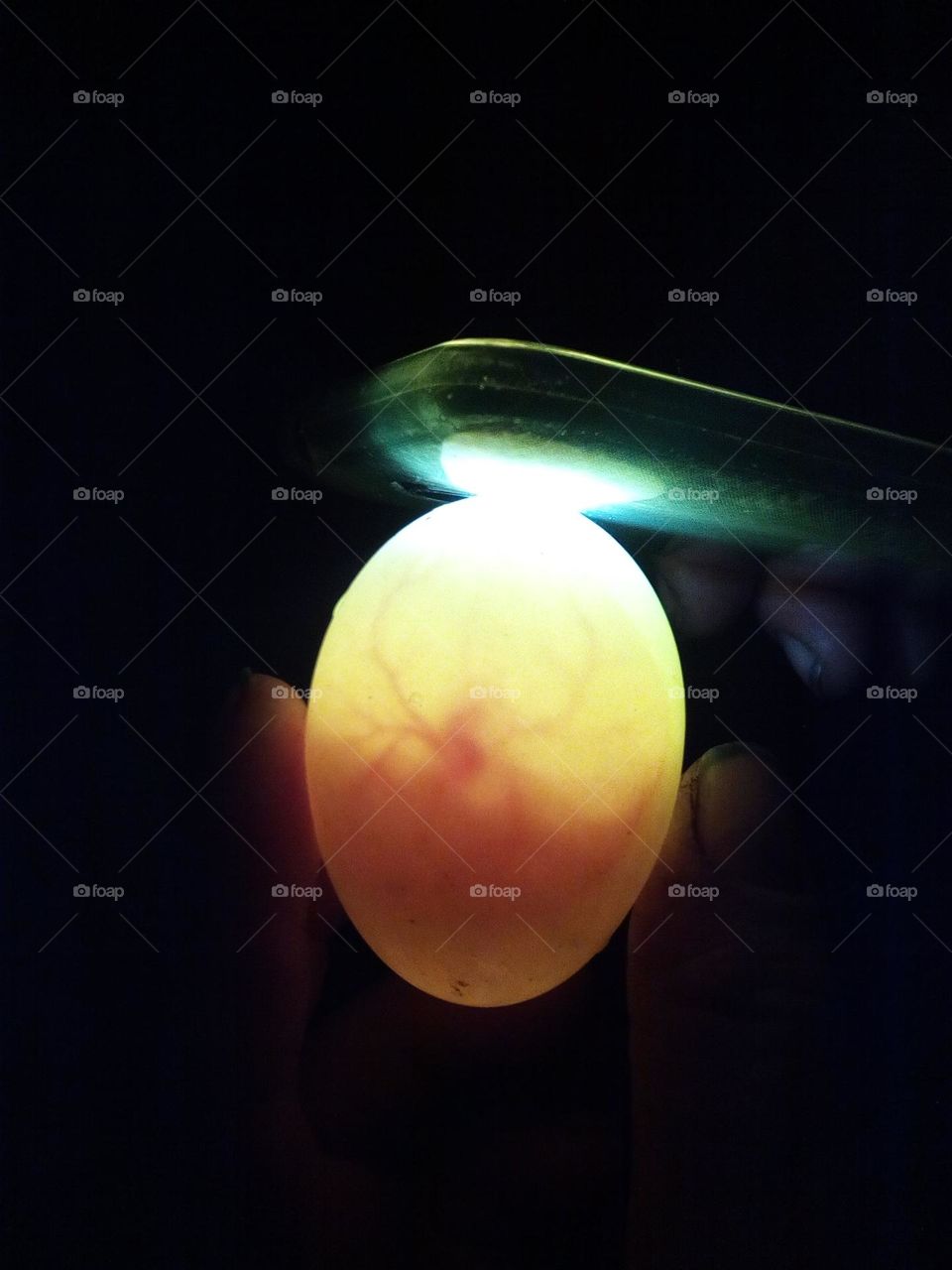 Fertilized duck egg
