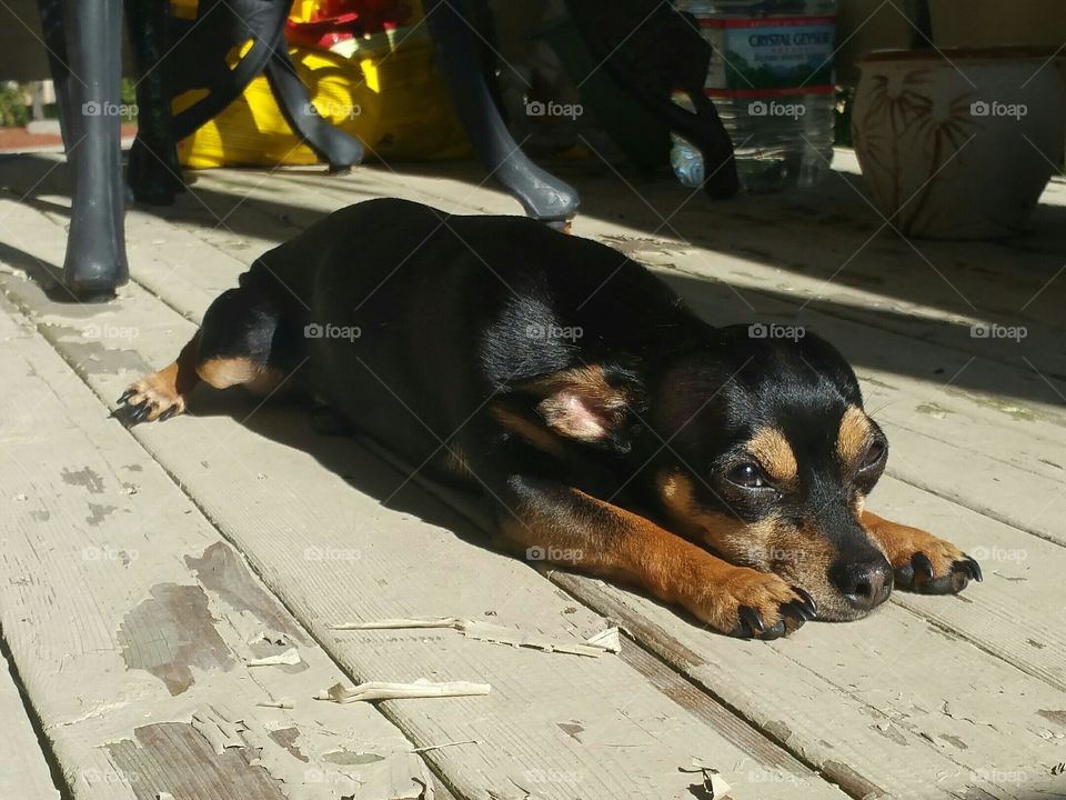 puppy enjoying the sun