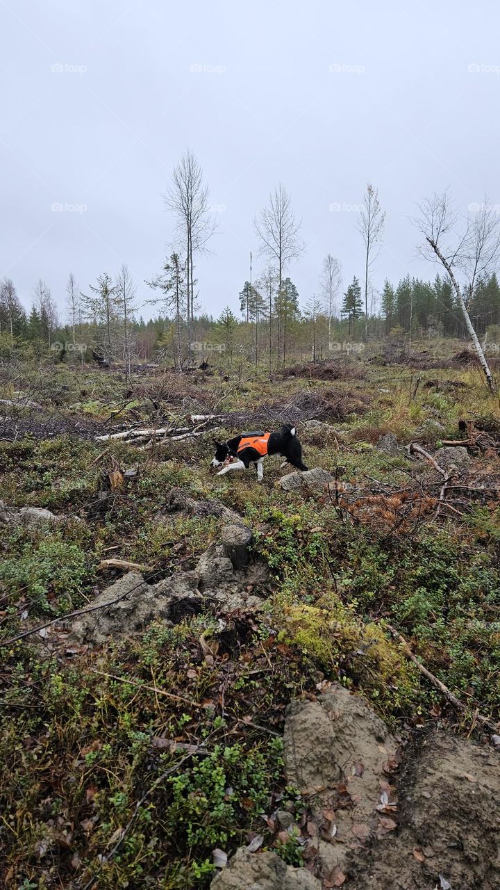 Finnish Karelian bear dog in autumn in the forest looking for moose