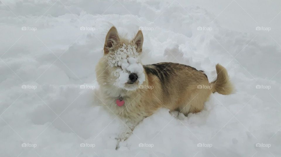 Baby dog playing in the snow with snow all over it's face