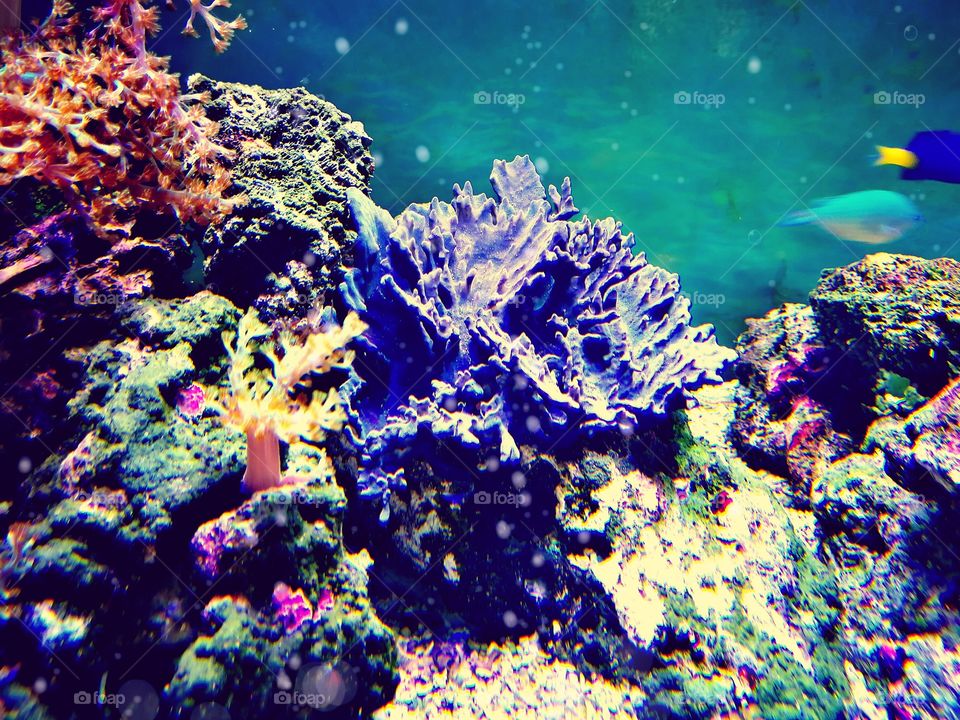 Reef