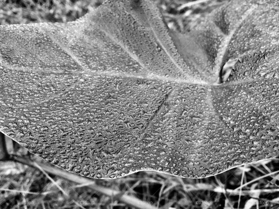 Big dewy leaf in the forest