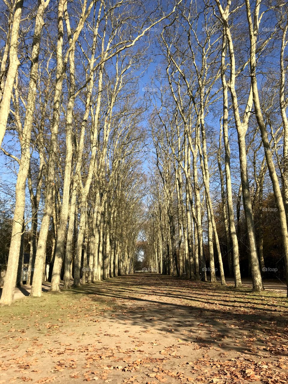 Amor por la naturaleza