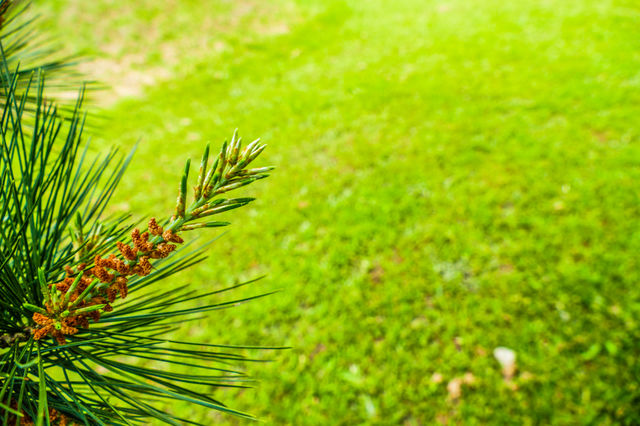 Young pine flowers barely beginning to form on a tree