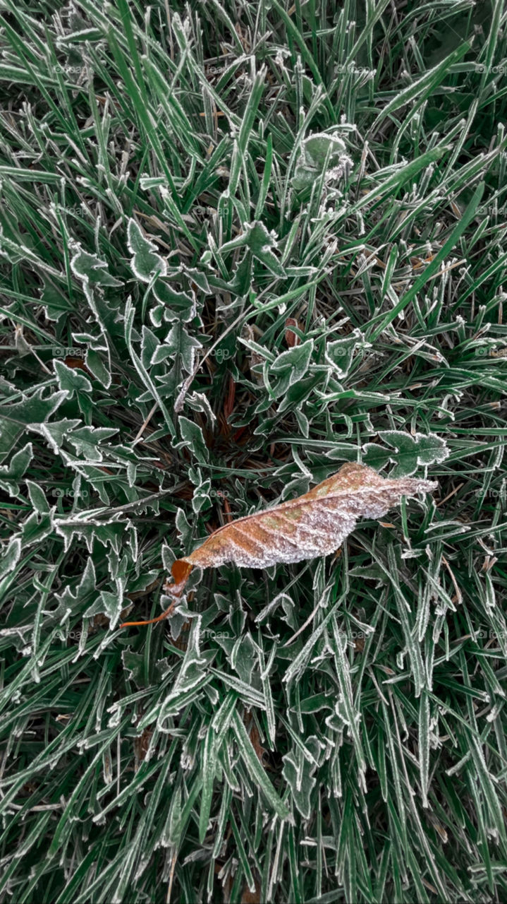 Frozen leaf on green grass