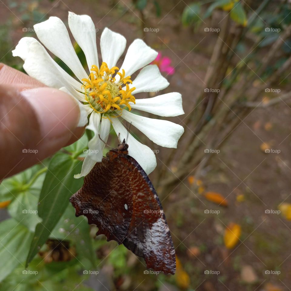 Beautiful flower hand and beautiful butterfly
