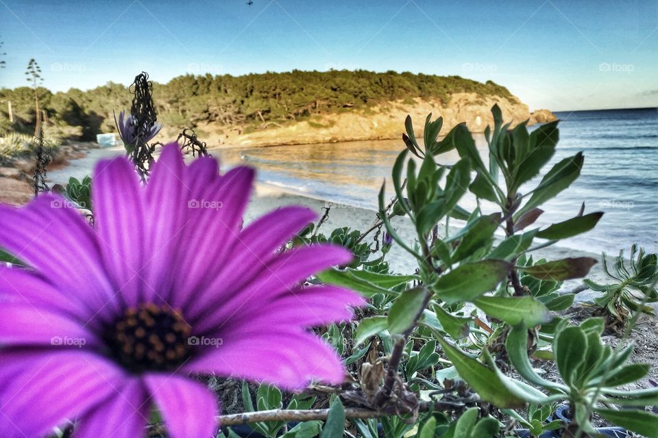 Purple flower by the beach