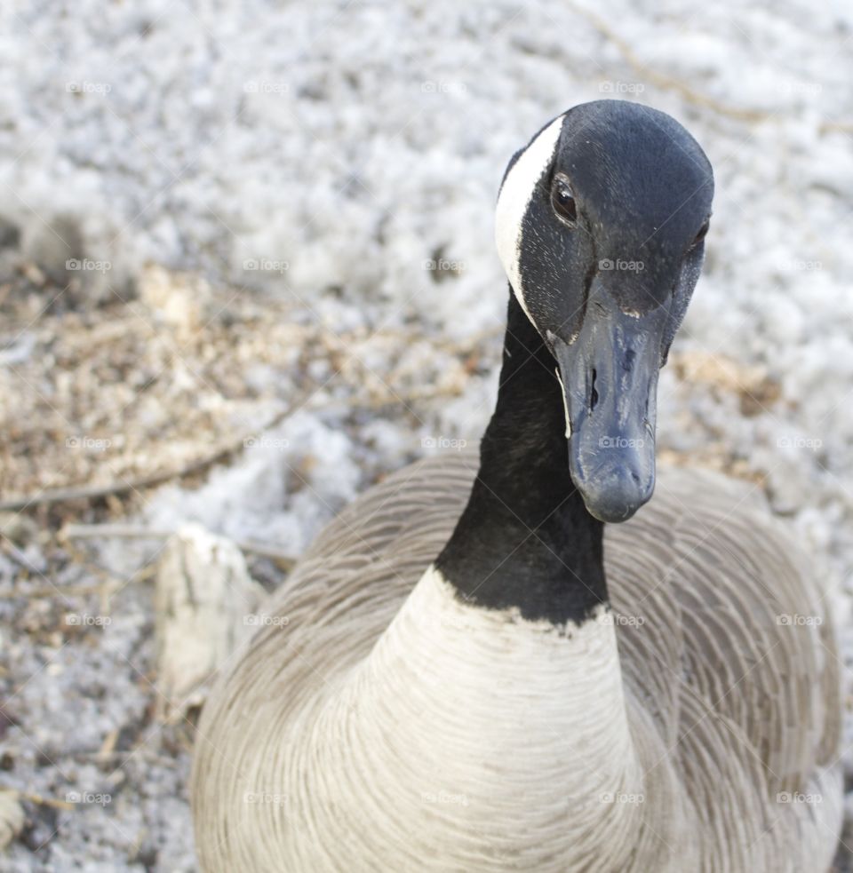 Close-up of a canadian goose