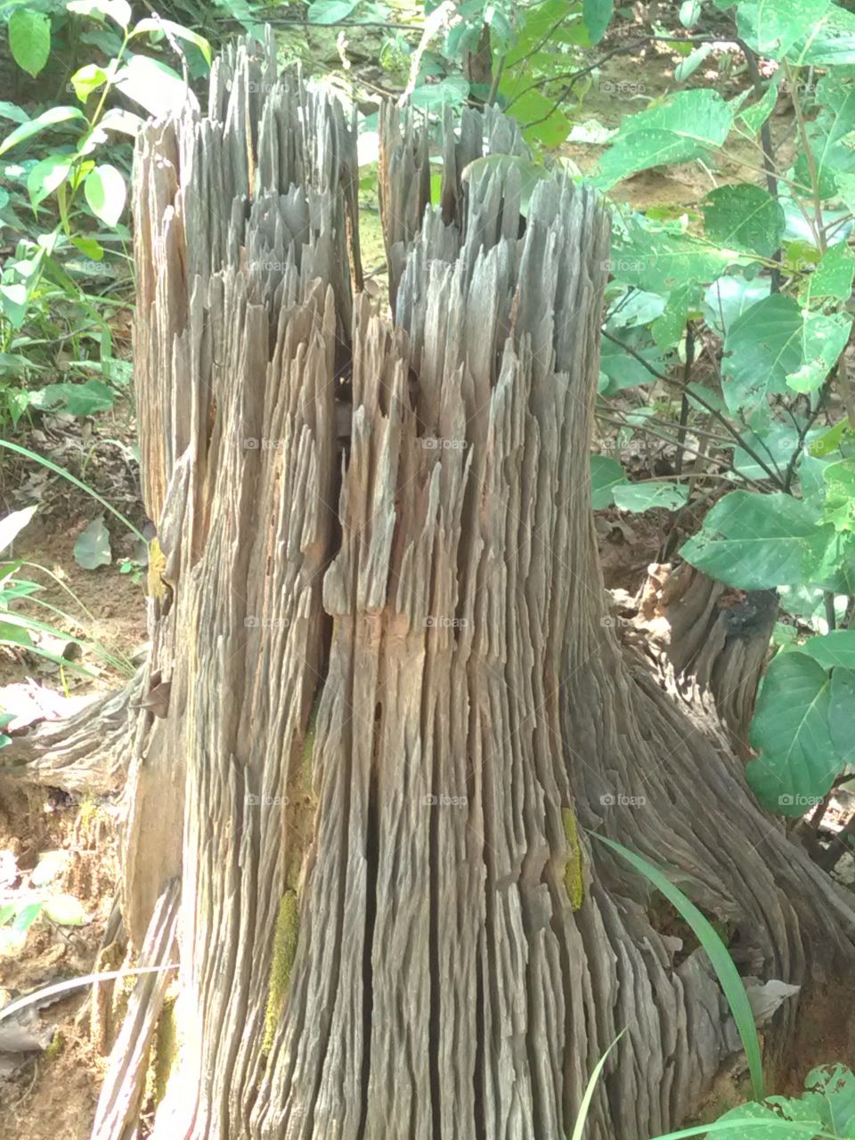 Junket No one looked at.a very beautiful.