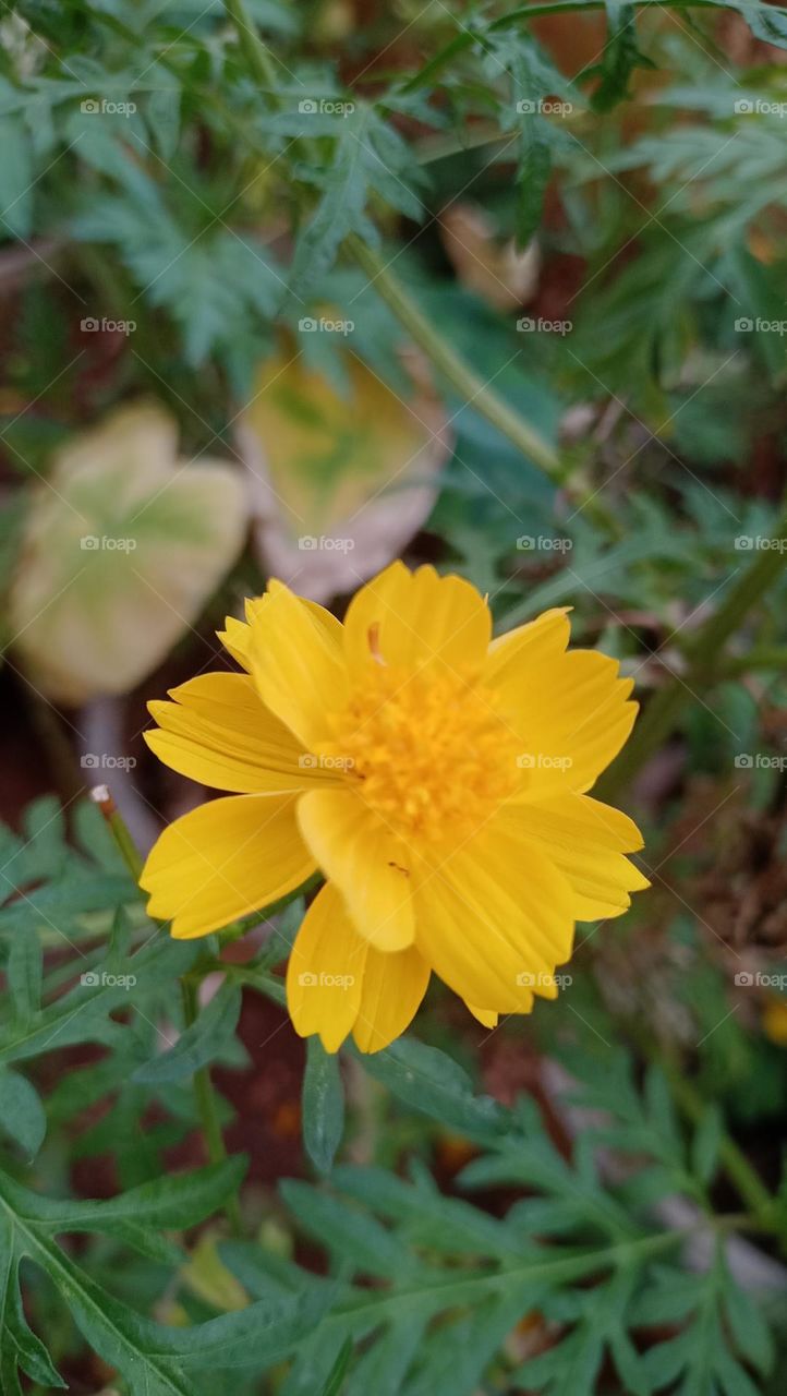 beautiful yellow flower