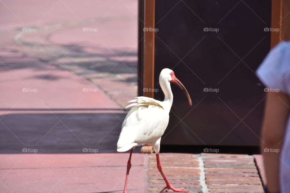 Magic Kingdom Visitor