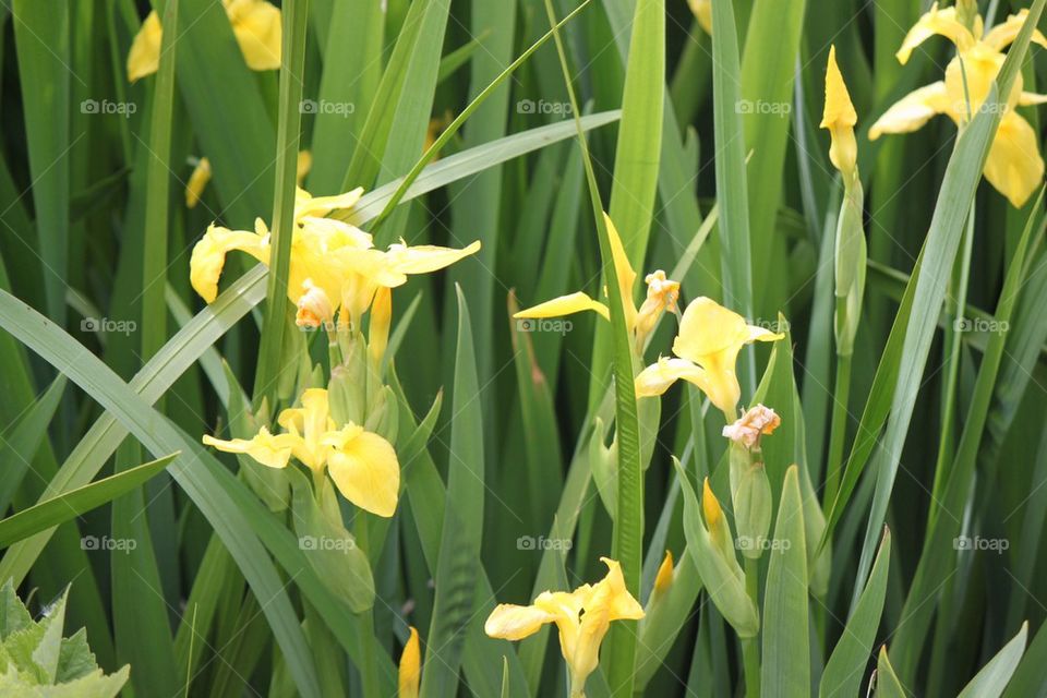 Water iris