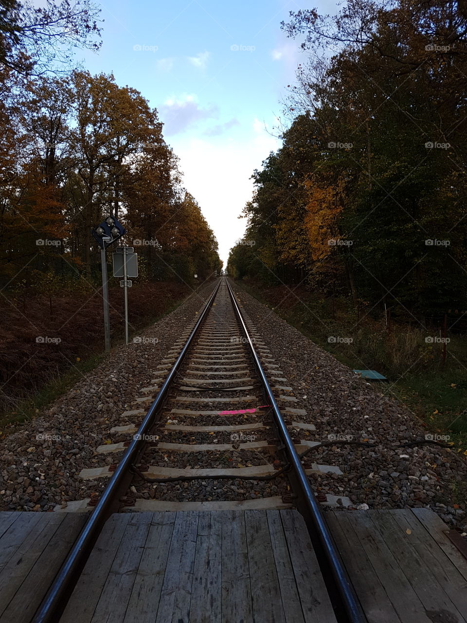 train tracks through forrest