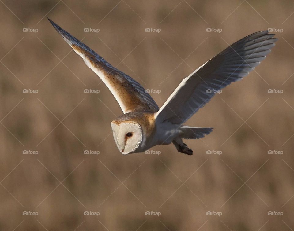 A close up of a barn owl