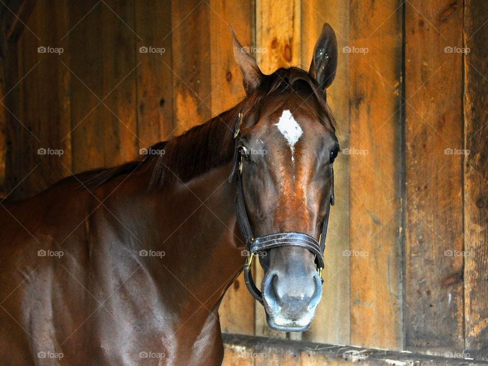 Curalina Head Shot. Curalina, a chestnut filly by Curlin posing in her stall before winning a stake race at Saratoga.
Zazzle.com/Fleetphoto