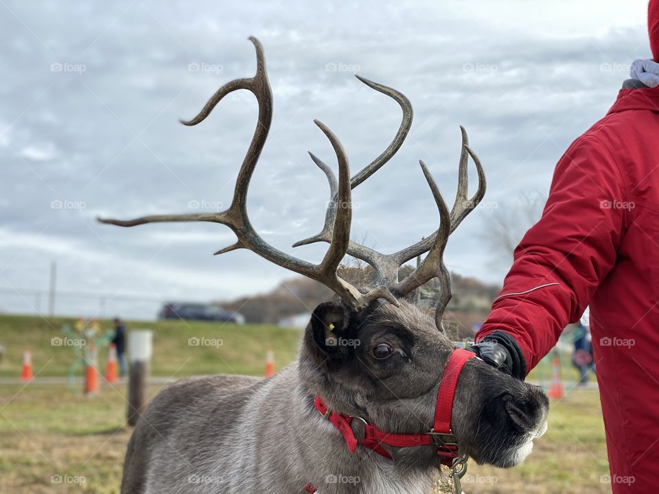 Reindeer with a red halter and beautiful antlers