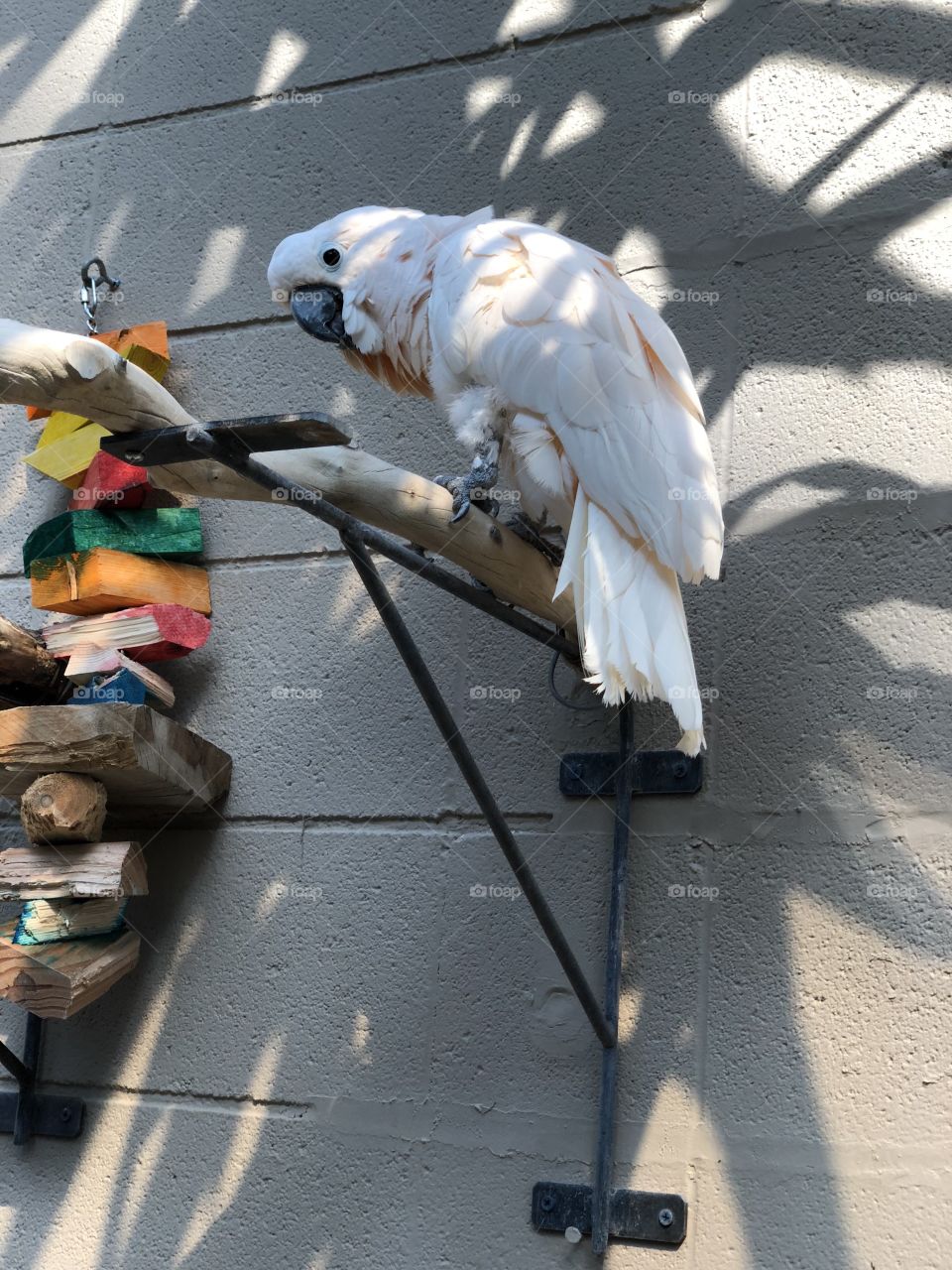 Bird at the Reptile Gardens