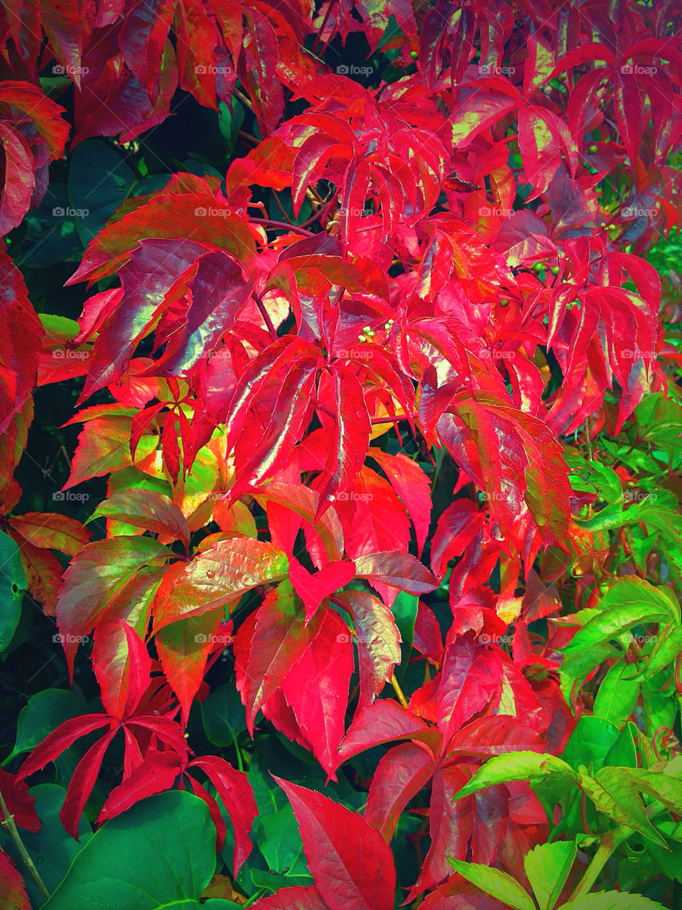 green nature red tree by susanne.jordan