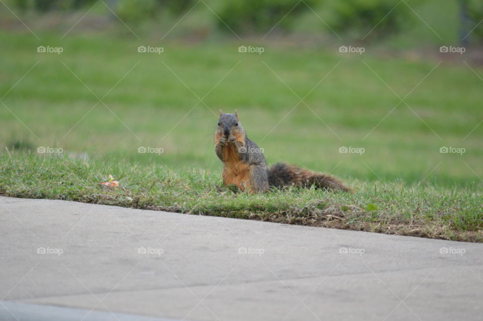 squirrel