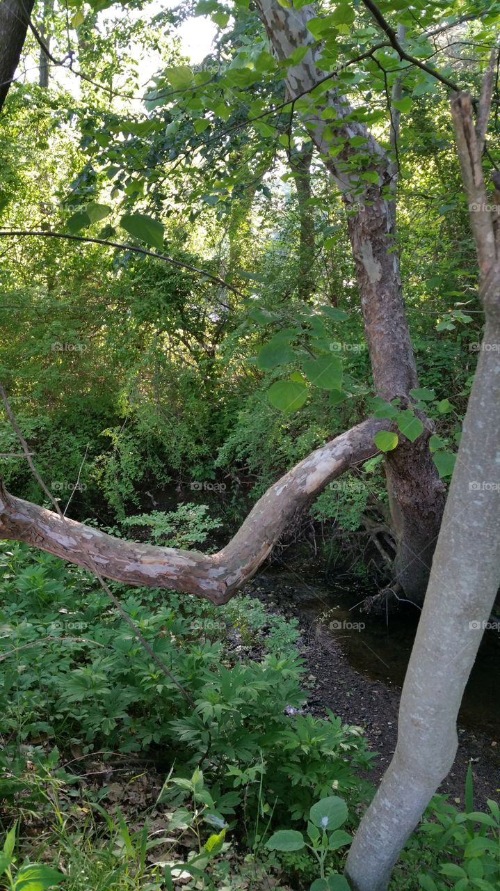 Trees by the creek