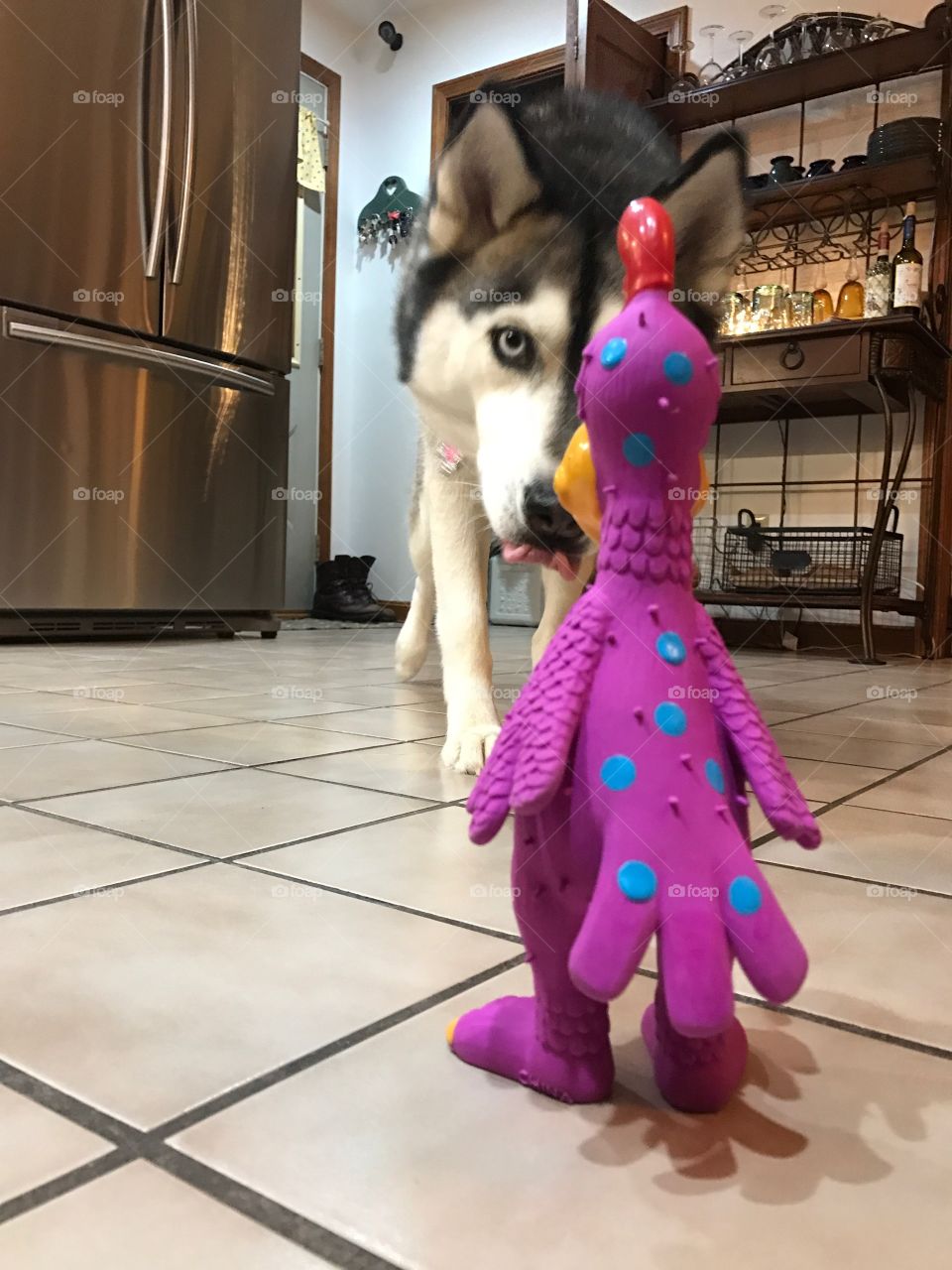 Husky and her toy rooster 