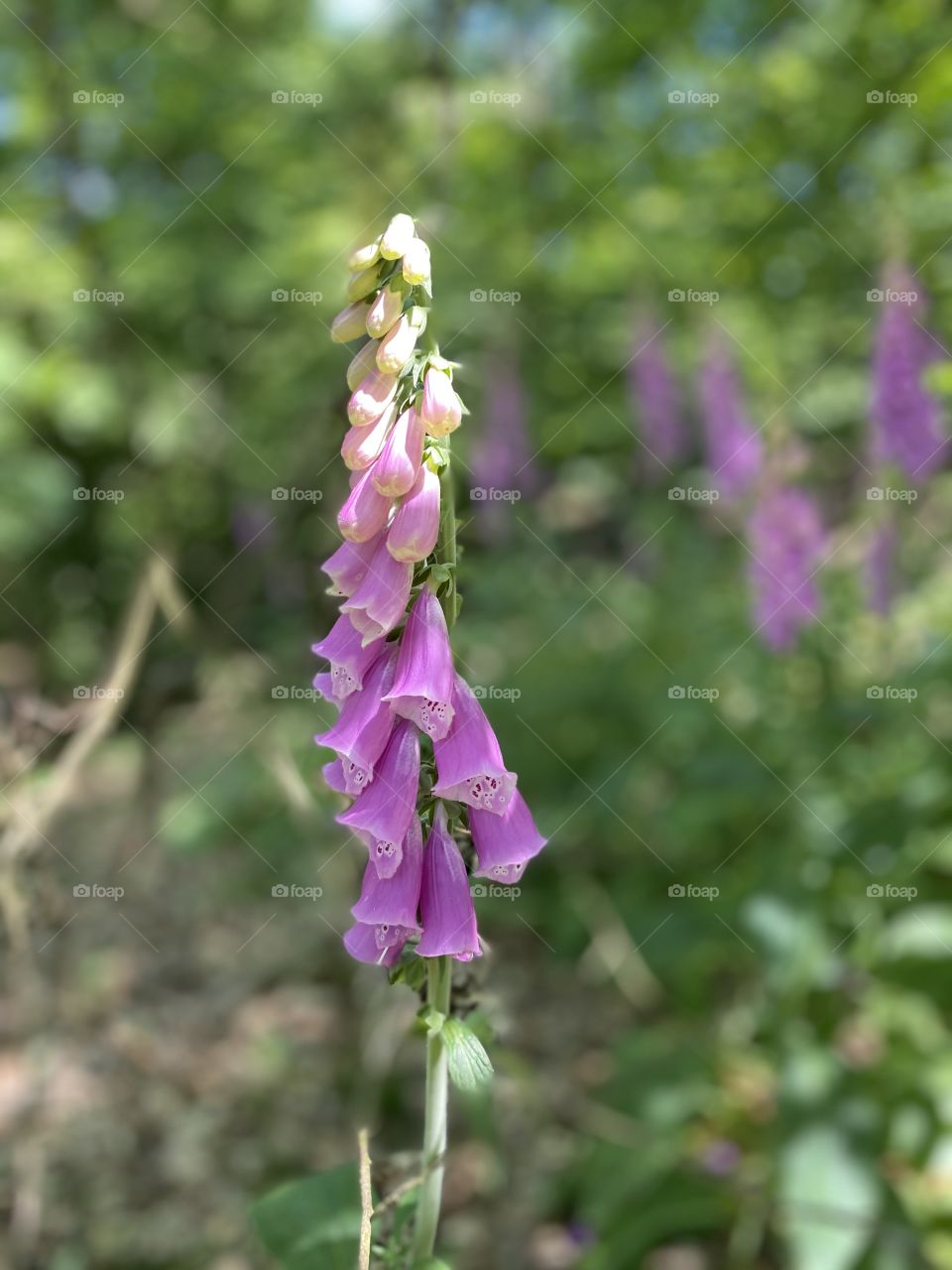 Fingerhut - Flower in the Forest