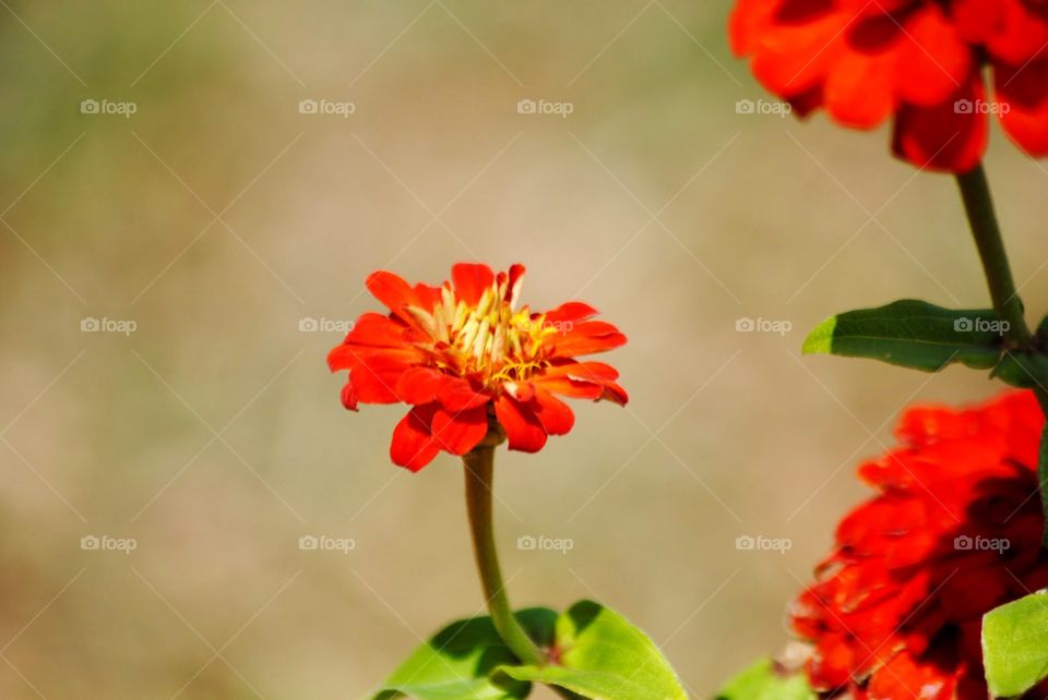 Hot Orange to Red to the Right