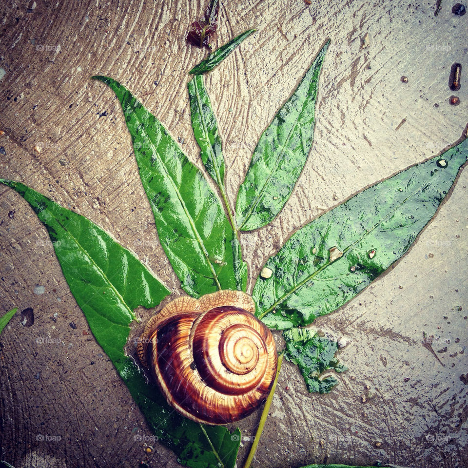 street leaf rain snail by davcevski