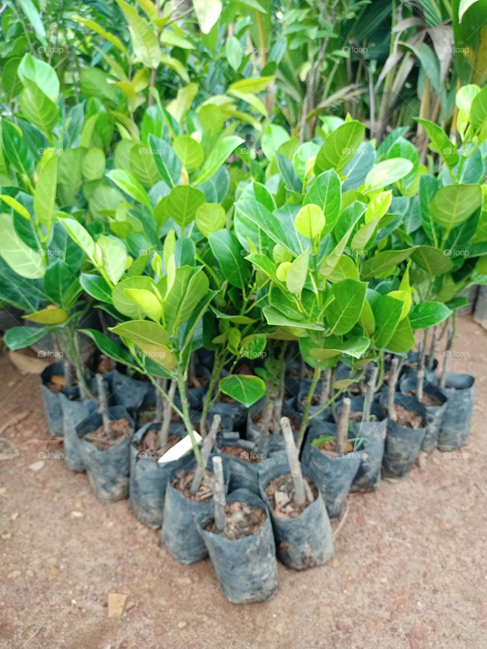 Jack fruit plants in nursery ready to sealing bunch of plants in triangle shape clousup photo