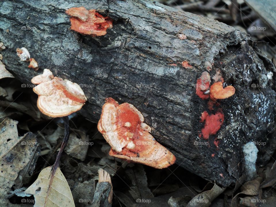 weathered mushrooms grow woody