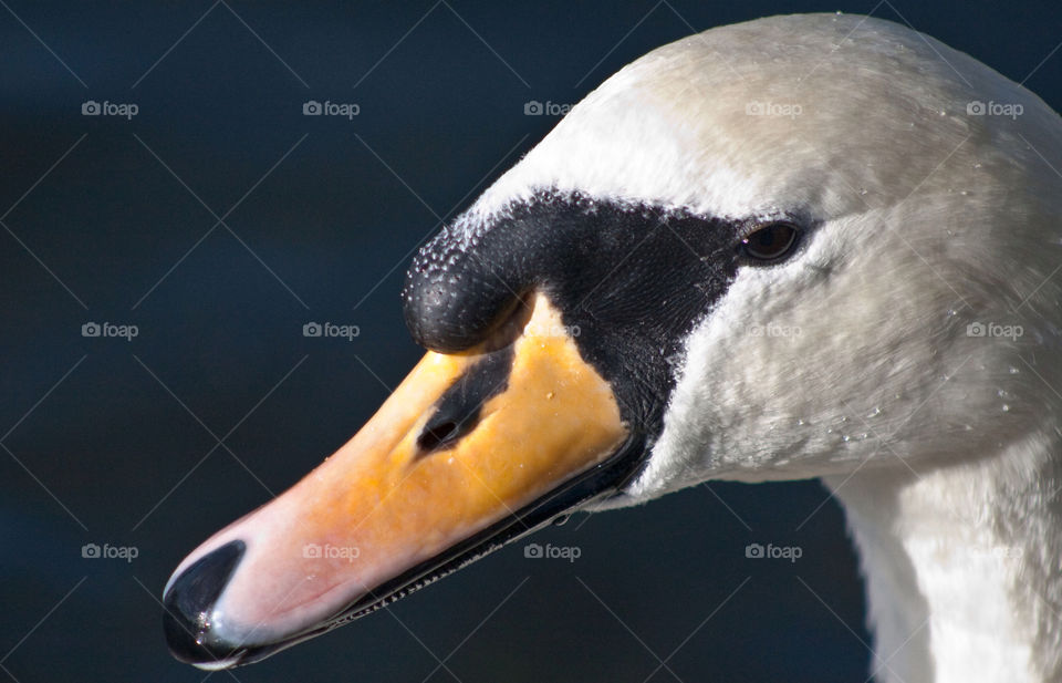 animal swan bird by bradman