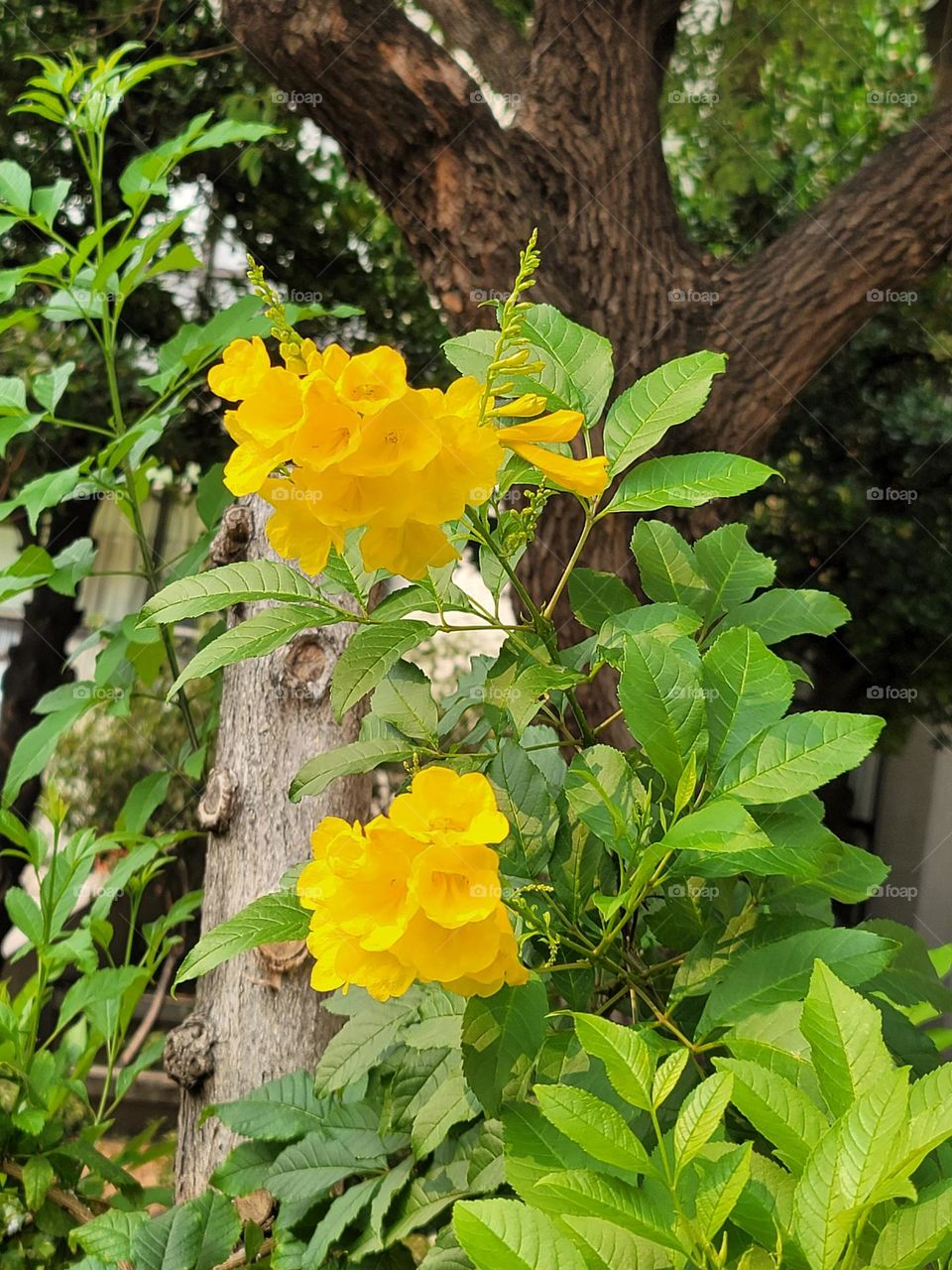 Yellow flowers