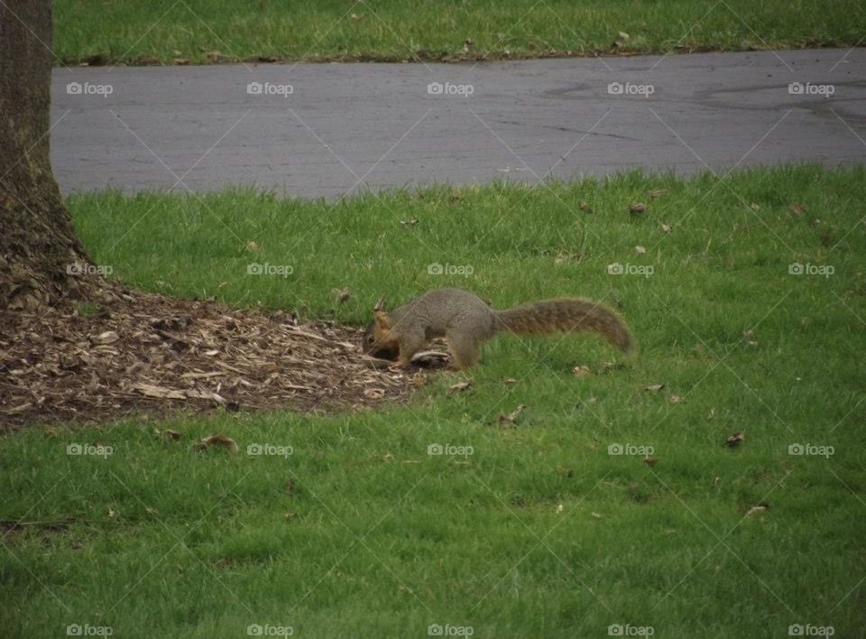 A squirrel scrounging in the woodchips