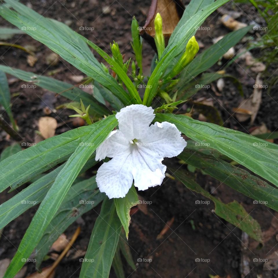 White flower on the yard