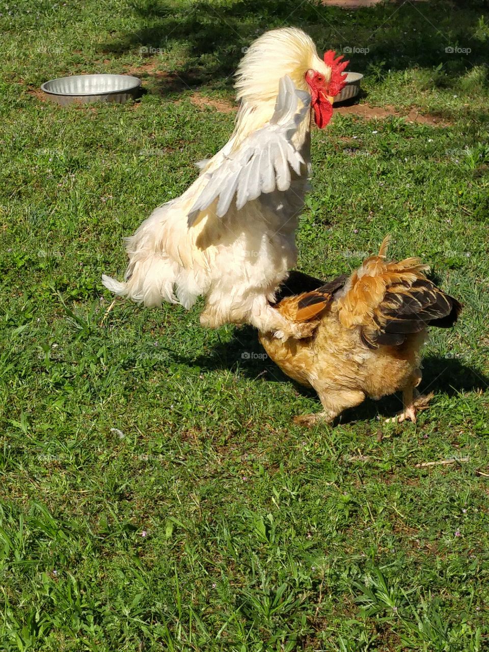 Cochin rooster fighting with Brahma hen