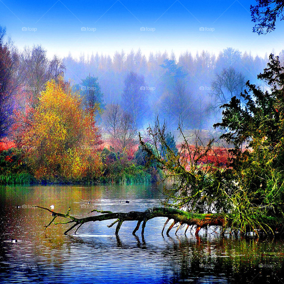 Beautiful lake scene