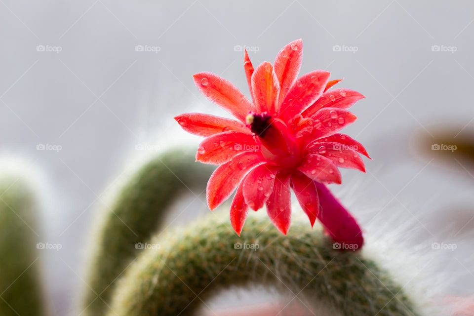 Cactus flower.