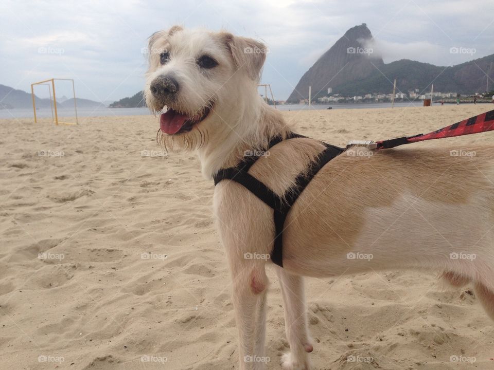 Cute Dog in Flamengo beach with Sugar Loaf, Rio de Janeiro, Brazil