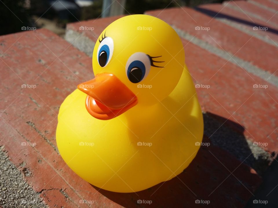 Rubber duck is waiting to swim