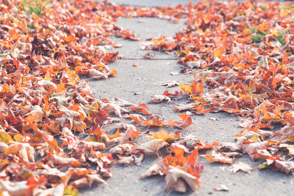 fall leaves