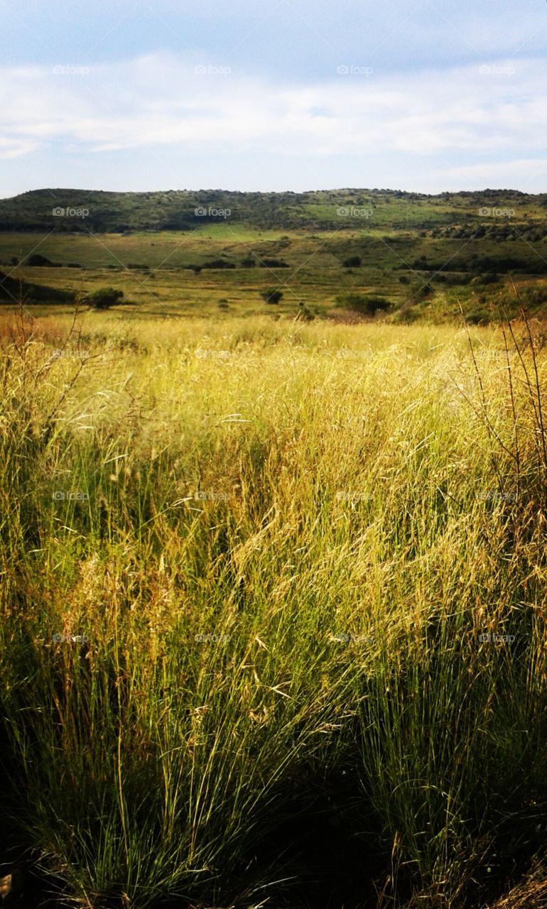 Grassland in central South Africa