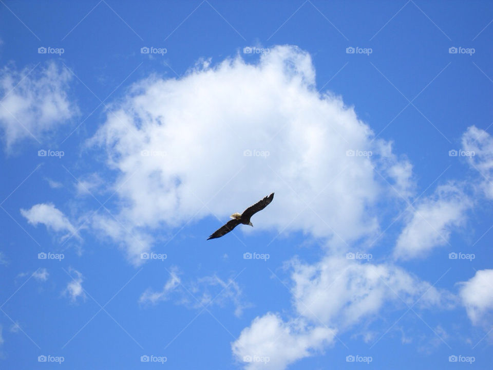sky usa bird flight by mcannon