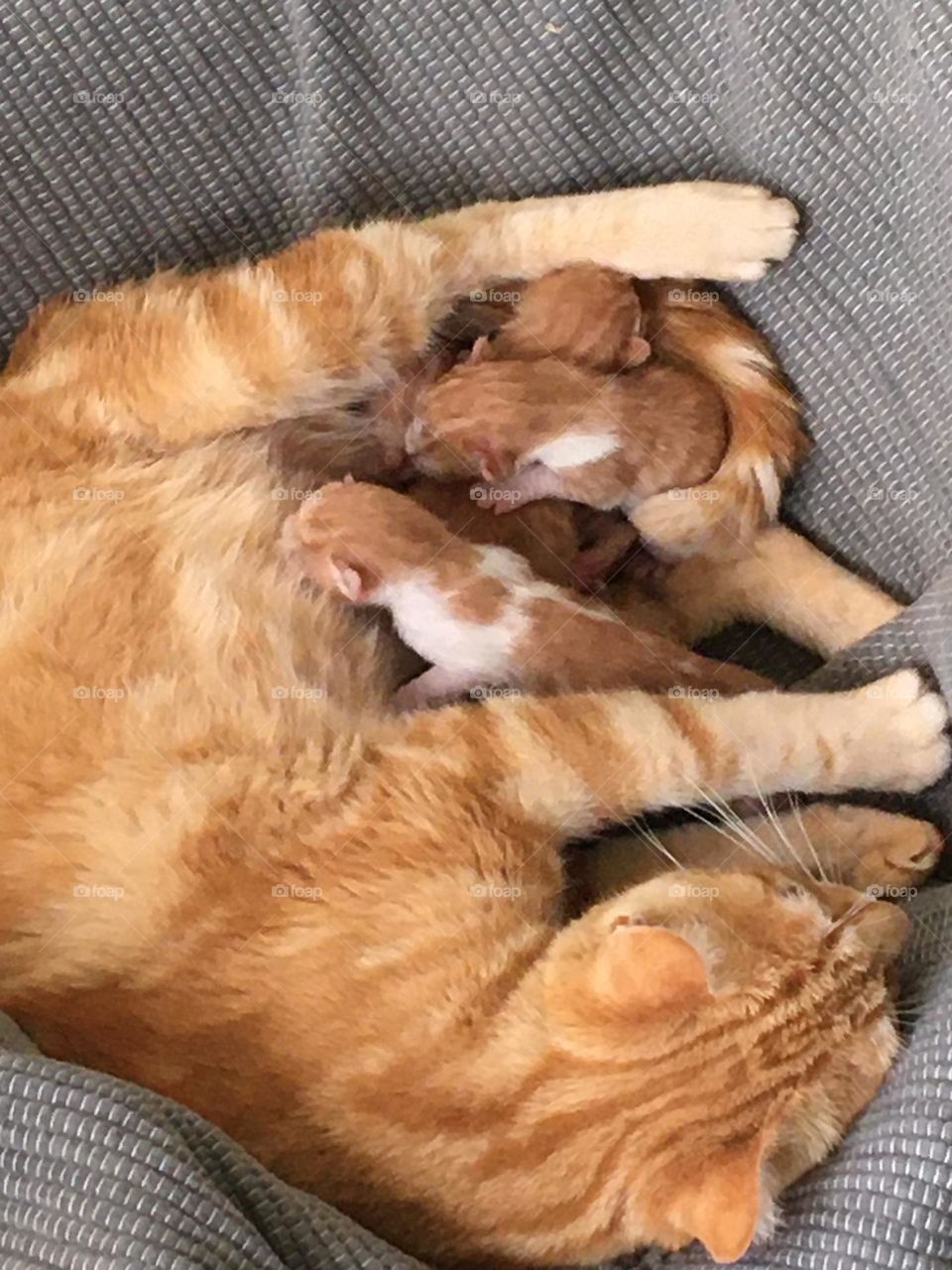Ginger cat with her new born babies