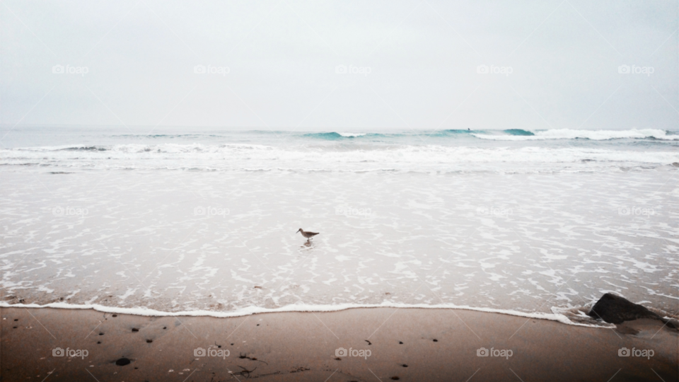 beach ocean nature bird by ninjacentral