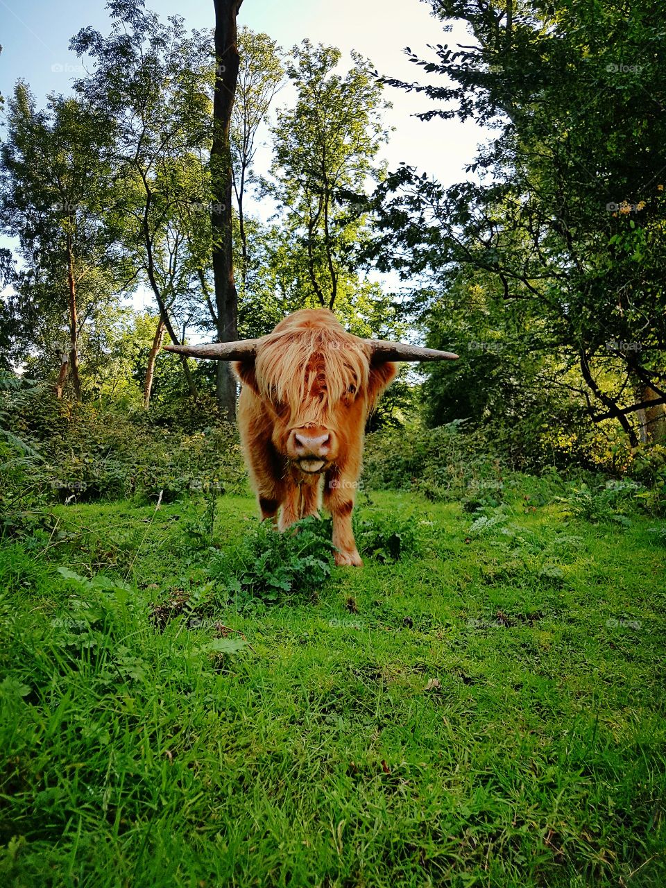 Cheeky Highland Cow