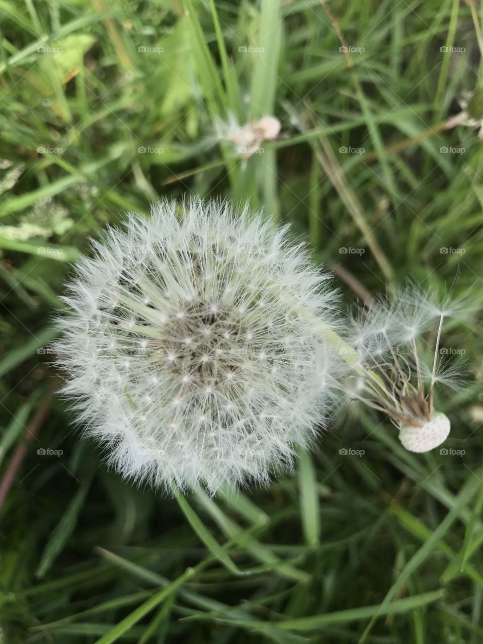 Dandelion from above 